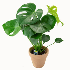Monstera med kruka & fat