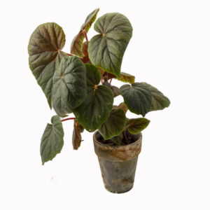 Begonia i lerkruka