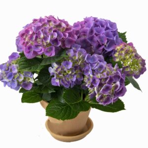 Hortensia blå (närodlad) Går att få i hela landet