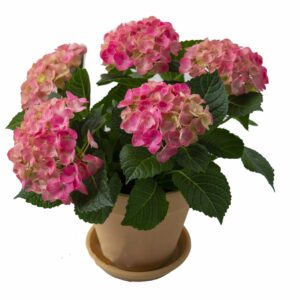 Hortensia rosa (närodlad) går att få i hela landet