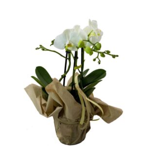 Vit Orkidé 3 STÄNGLAD PHALAENOPSIS BRUDORKIDE