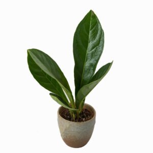 ANTHURIUM JUNGEL BUCH
