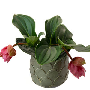 MEDINILLA MAGNIFICA