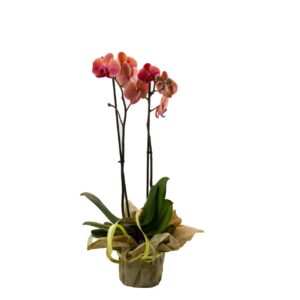 Orkidé 2 STÄNGLAD PHALAENOPSIS BRUDORKIDE