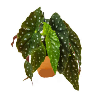 Begonia maculata