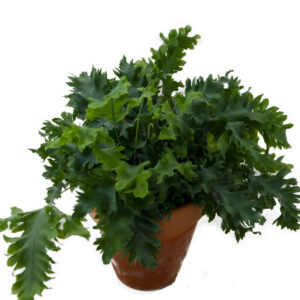 Phlebodium