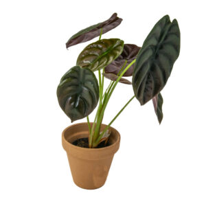 alocasia cuprea
