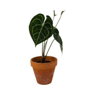 Anthurium