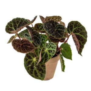 Begonia Ferox