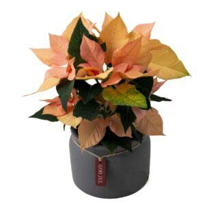 APRIKOS Julstjärna i fin kruka