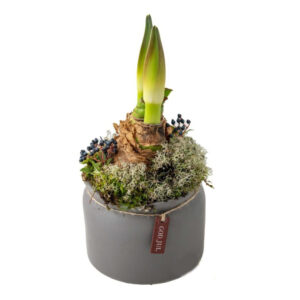 Dekorerad Amaryllis röd