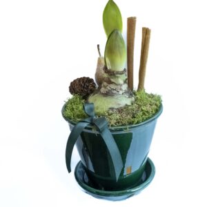 PLANTERAD JUMBO AMARYLLIS I GRÖN KRUKA