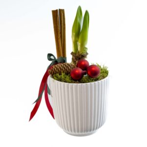 DEKORERAD OCH PYNTAD AMARYLLIS RÖD