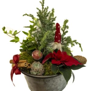 Liten röd grupp i zinkskål